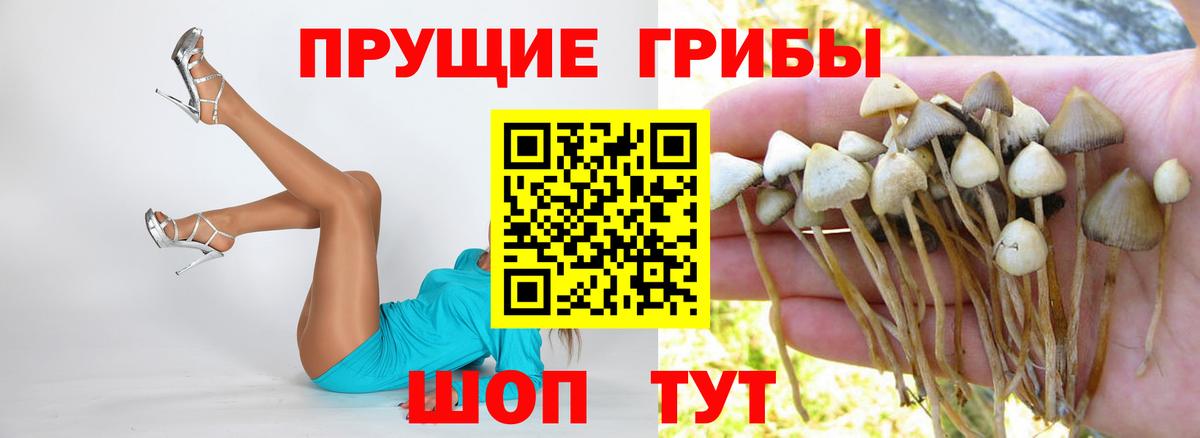 Галлюциногенные грибы Cubensis  Галлюциногенные грибы Cubensis  Видное  Вход с VPN 